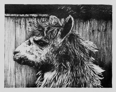 "Senor Al Paca" Lithograph Print by Carol Moore